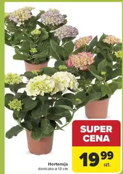 Carrefour Hortensja doniczka oferta