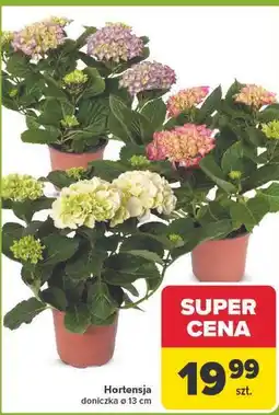 Carrefour Hortensja oferta