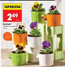 Biedronka Bratek średnica doniczki 9 cm oferta