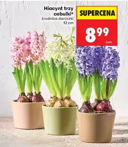 Biedronka Hiacynt trzy cebulki średnica doniczki 12 cm oferta
