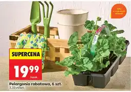 Biedronka Pelargonia rabatowa, 6 szt oferta