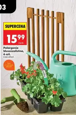 Biedronka Pelargonia bluszczolistna, 6 szt oferta