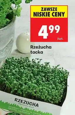 Biedronka Rzeżucha tacka oferta