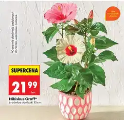 Biedronka Hibiskus Graff średnica doniczki 13 cm oferta