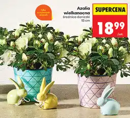 Biedronka Azalia wielkanocna średnica doniczki 13 cm oferta