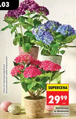 Biedronka Hortensja w doniczce średnica doniczki 13 cm oferta