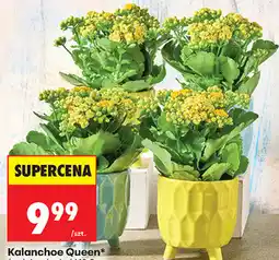 Biedronka Kalanchoe Queen oferta