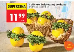 Biedronka Callisia w świątecznej doniczce średnica doniczki 6 cm oferta