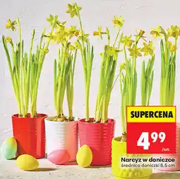 Biedronka Narcyz w doniczce średnica doniczki 8,5 cm oferta