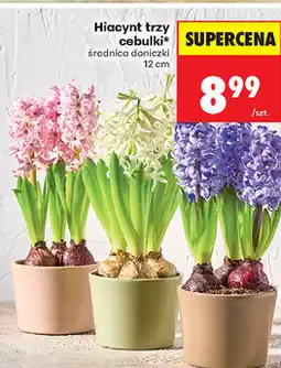 Biedronka Hiacynt trzy cebulki oferta