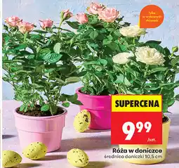 Biedronka Róża w doniczce średnica doniczki 10,5 cm oferta