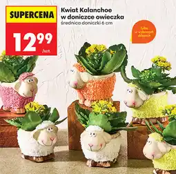 Biedronka Kwiat Kalanchoe w doniczce owieczka oferta