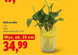Lidl Kalia w szkle oferta