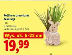 Lidl Rośliny w drewnianej dekoracji oferta