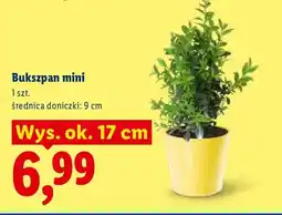 Lidl Bukszpan mini oferta