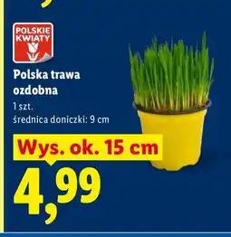 Lidl Polska trawa ozdobna oferta