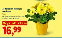 Lidl Żółte rośliny kwitnące w osłonce oferta