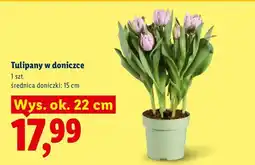 Lidl Tulipany w doniczce oferta