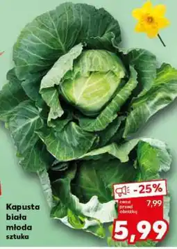 Kaufland Kapusta biała młoda sztuka oferta