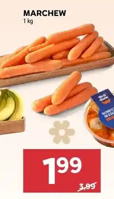 Stokrotka Marchew oferta