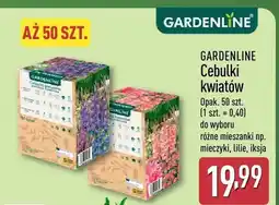 ALDI Cebulki kwiatów oferta