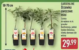 ALDI Drzewko owocowe mini oferta