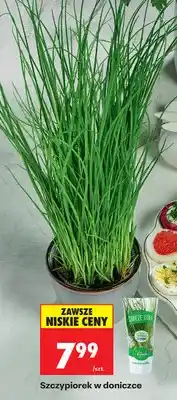 Biedronka Szczypiorek w doniczce oferta