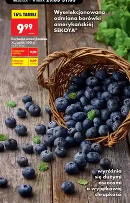 Biedronka Borówka amerykańska XL oferta