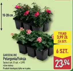 ALDI Pelargonia/Fuksja oferta