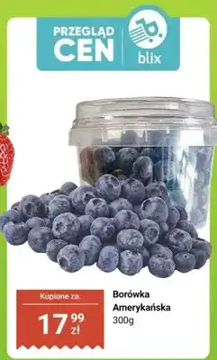 Dino Borówka amerykańska oferta