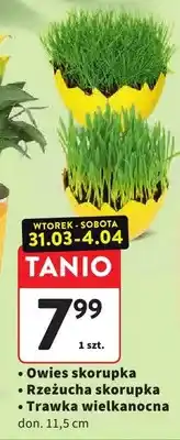 Intermarche Owies skorupka zielona skorupka złota trawa wielkanocna oferta