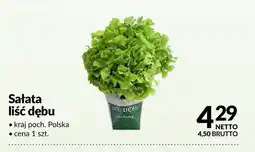 Makro Sałata liść dębu oferta