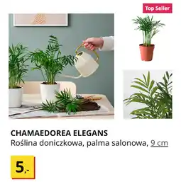IKEA CHAMAEDOREA ELEGANS Roślina doniczkowa, palma salonowa, 9 cm oferta