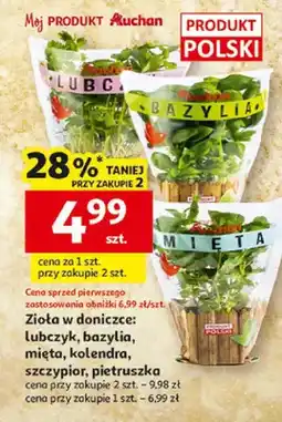 Auchan Zioła w doniczce: lubczyk, bazylia, mięta, kolendra, szczypiorek, pietruszka oferta