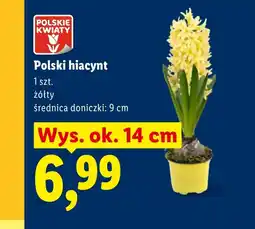 Lidl Hiacynt Polskie kwiaty oferta