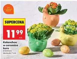 Biedronka Kalanchoe w ceramice kura oferta