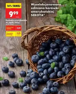 Biedronka Borówka amerykańska XL, opak. 150 g oferta