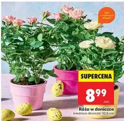 Biedronka Róża w doniczce oferta