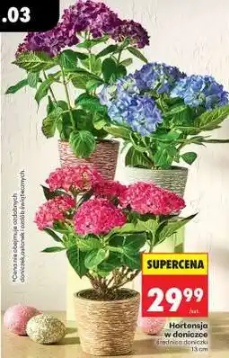 Biedronka Hortensja w doniczce oferta