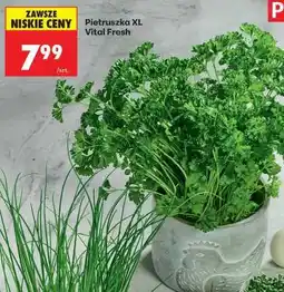 Biedronka Pietruszka XL Vital Fresh oferta