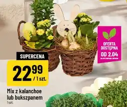 Polomarket Mix z kalanchoe lub bukszpanem oferta
