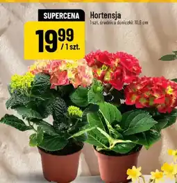 Polomarket Hortensja oferta