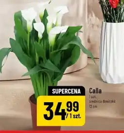 Polomarket Calla oferta