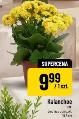 Polomarket Kalanchoe oferta