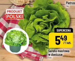 Polomarket Sałata masłowa w doniczce oferta