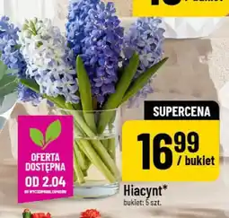 Polomarket Hiacynt oferta