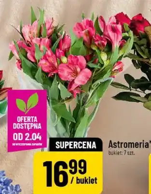 Polomarket Astromeria oferta