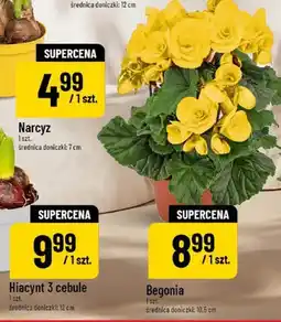Polomarket Begonia oferta