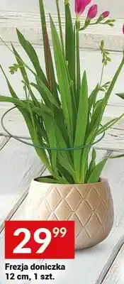 Twój Market Frezja doniczka 12 cm, 1 szt oferta