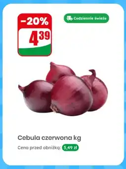 Dino Cebula czerwona oferta